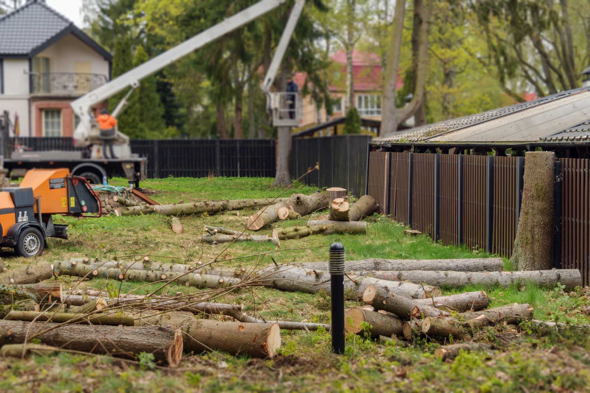 Tree removal work in residential yard with cut trunks and lift platform reflects arborist service and land clearing process.