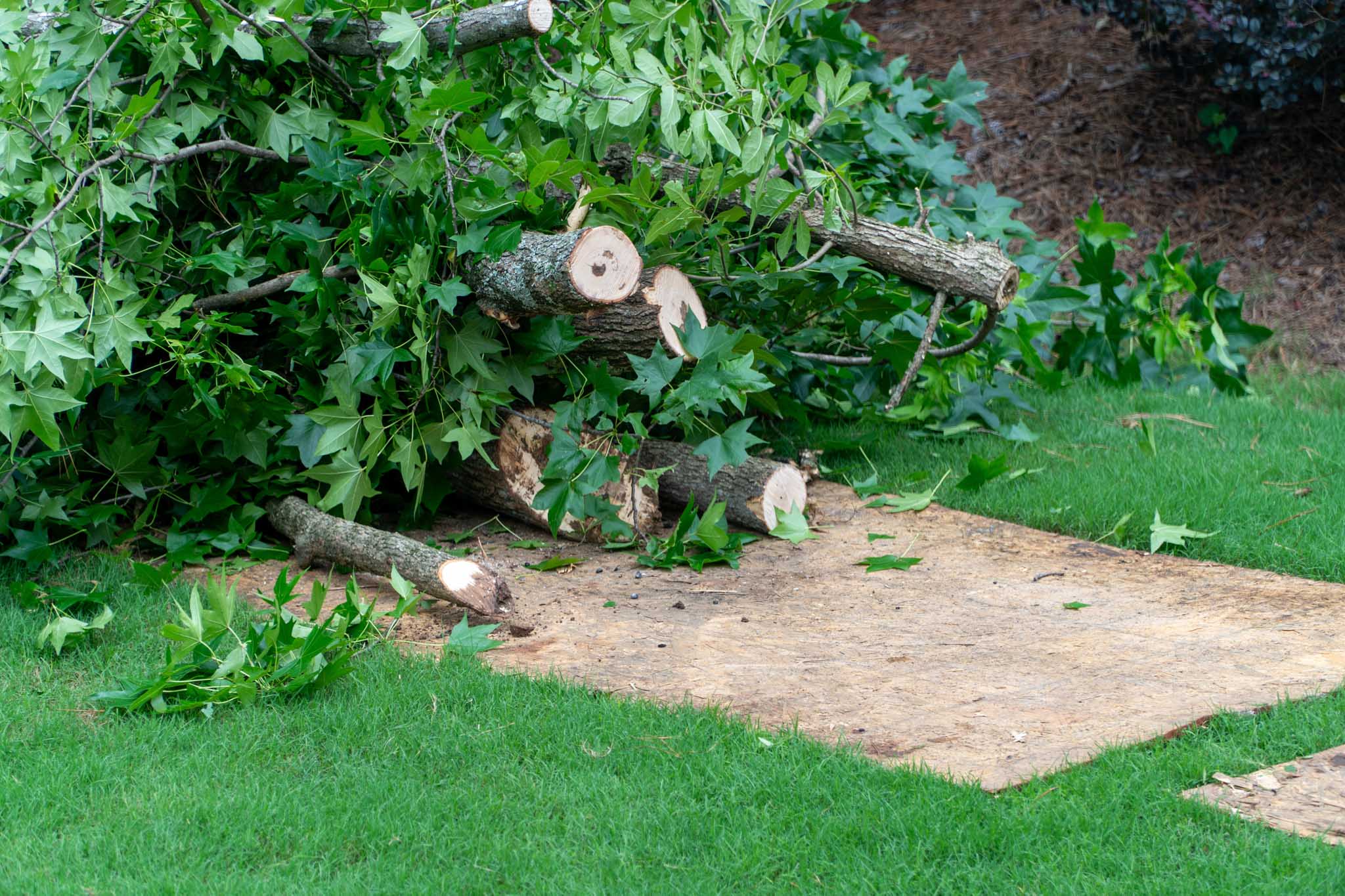 Freshly cut tree branches and logs piled on protective plywood f